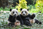 广州：双胞胎大熊猫断母乳 迈出独立生活第一步