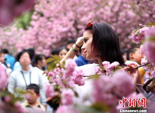 4月1日，中国科学技术大学校园内的樱花全面盛开，吸引外籍友人在樱花树下留影。　韩苏原 摄