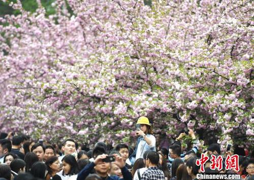 4月1日，中国科学技术大学校园内的樱花全面盛开，万人涌入“樱花大道”。　韩苏原 摄