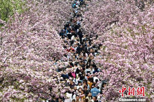 4月1日，中国科学技术大学校园内的樱花全面盛开，万人涌入“樱花大道”。　韩苏原 摄