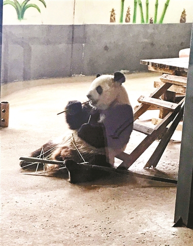 熊猫“汉媛”精神萎靡