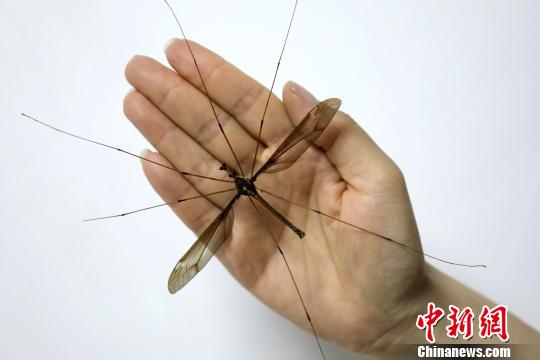 成都发现翅展达11.15厘米的巨型蚊子个体（组图）