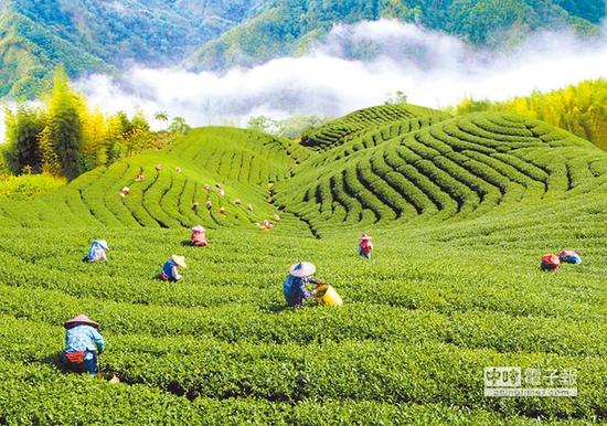 台湾卖往大陆的茶叶被退回 茶农下跪求吴敦义帮忙