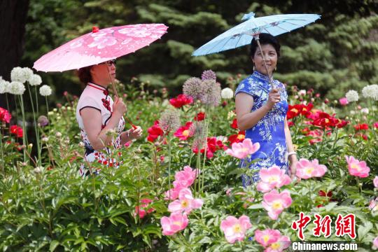 中国侨网当地时间6月8日，加拿大安大略省奥沙瓦市（Oshwa）一年一度的知名活动牡丹节再次来临之际，当地华人身着旗袍前往赏花留影。　余瑞冬　摄