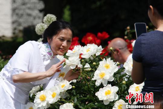 当地时间6月8日，加拿大安大略省奥沙瓦市(Oshwa)一年一度的知名活动牡丹节再次来临之际，当地华人前往赏花留影。　余瑞冬 摄
