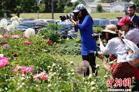当地时间6月8日，加拿大安大略省奥沙瓦市(Oshwa)一年一度的知名活动牡丹节再次来临之际，当地华人摄影爱好者“组团”拍摄鲜花。　余瑞冬 摄