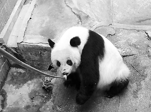 武汉大熊猫遭虐待