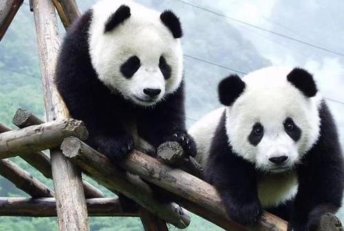 保护野生大熊猫花大钱值吗?投资获10倍以上暴利
