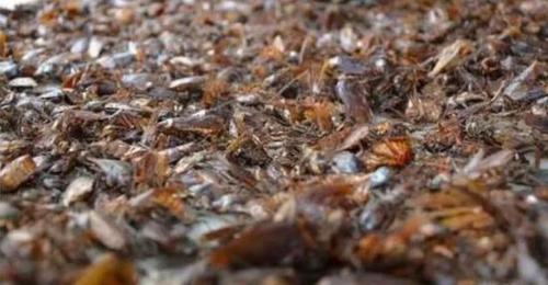 济南一区养3亿只蟑螂 每日吃掉15吨餐厨垃圾