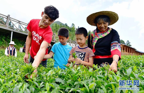 这是玛坑乡村民在生态观光茶园里采摘绿茶。 新华社记者 魏培全摄