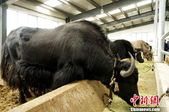 牦牛是高寒地区的特有牛种，生长周期较长。图为西藏存栏的牦牛正在进食。(资料图) 江飞波 摄