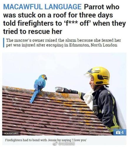 鹦鹉离家出走住屋顶 对消防员爆粗给老子滚蛋