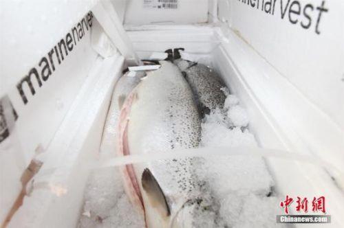 资料图：冻三文鱼。 中新社记者 刘燚燊 摄