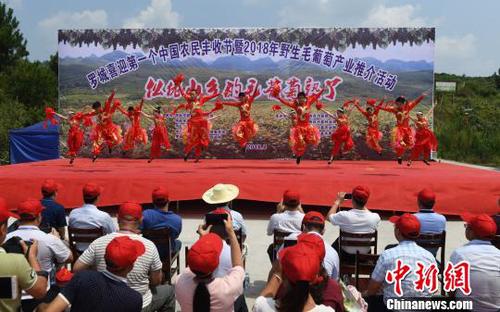 8月23日，罗城县举行喜迎第一个中国农民丰收节暨2018年罗城野生毛葡萄产业推介活动。　韦如代　摄