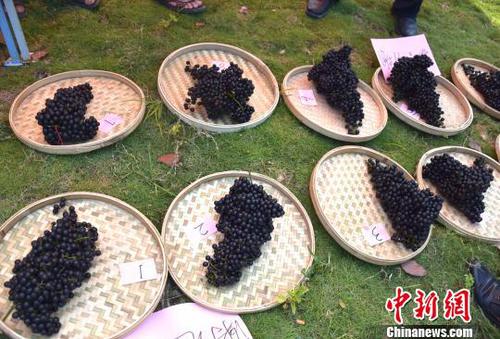 8月23日，罗城县举行毛葡萄鲜果单穗比赛。　汤二田 摄