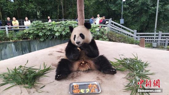 大熊猫享用月饼。 钟欣 摄