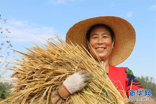 10月11日，在江苏省灌云县圩丰镇大兴村，农户在田间收获水稻。 金秋时节，农民们在田间忙着收获成熟的农作物，喜迎丰收。