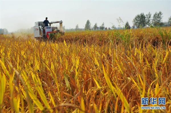 10月11日，在江苏省徐州市睢宁县姚集镇李曼村，农户驾驶收割机收割水稻。 金秋时节，农民们在田间忙着收获成熟的农作物，喜迎丰收。