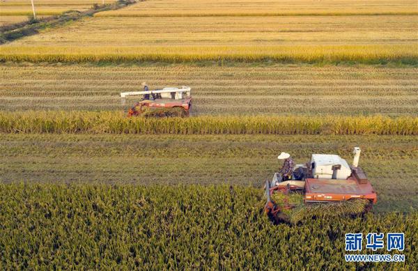 10月11日，在江苏省淮安市淮阴区新渡乡，农户驾驶收割机在田间收割水稻（无人机拍摄）。 金秋时节，农民们在田间忙着收获成熟的农作物，喜迎丰收。