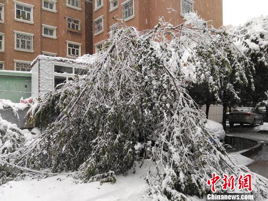 降雪导致整棵树折断。　戚亚平 摄