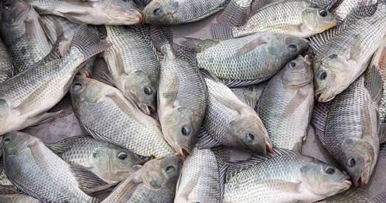 肯尼亚宣布将禁止进口中国产鱼类:因价格便宜畅销