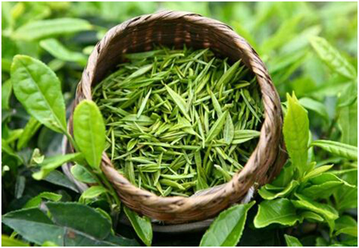 常喝绿茶好处多多 还能减少脱发！