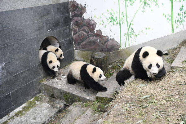 全球圈养熊猫数量2