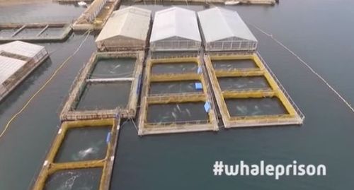 俄海港现上百个鲸鱼水槽 被困鲸鱼或将卖给水族馆