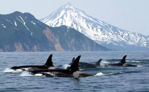 俄海港现上百个鲸鱼水槽 被困鲸鱼或将卖给水族馆
