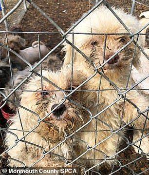 美女子被控虐待动物 警察在其冰柜里搜出44只死狗