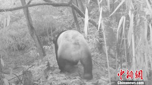 红外相机拍到的大熊猫。(天全林业 供图) 刘刚 摄