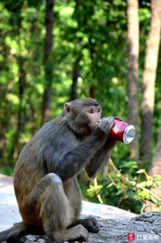 抢手机偷窥咬人...泼猴进城作恶 林业局:保护动物