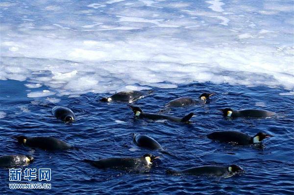 “雪龙”号船尾附近的帝企鹅（12月5日摄）。