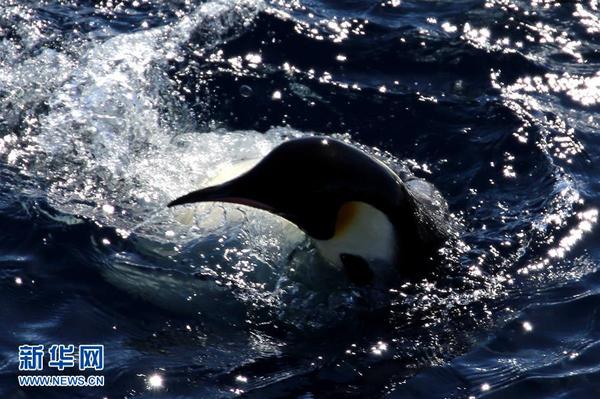 “雪龙”号船尾附近的帝企鹅（12月5日摄）。2