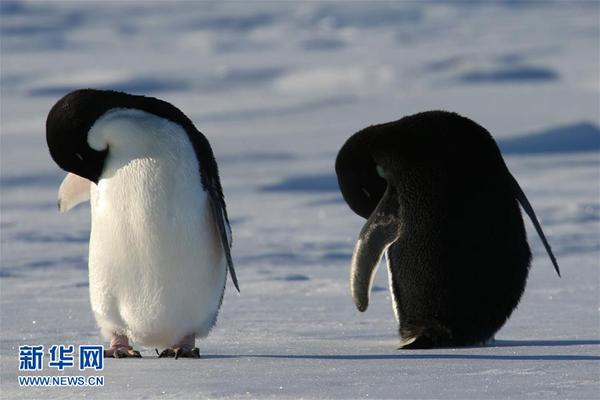 两只阿德利企鹅在休息（12月2日摄）。