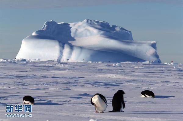 这是“雪龙”号附近冰山下的阿德利企鹅（12月2日摄）。