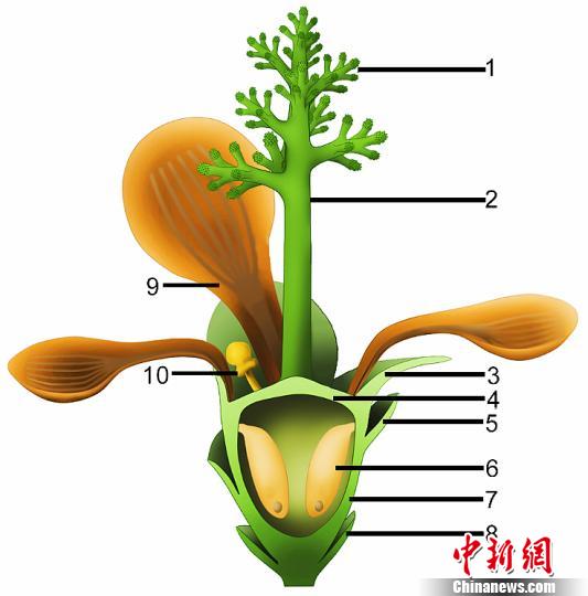 中外科学家发现侏罗纪早期“南京花”为迄今最古老花朵