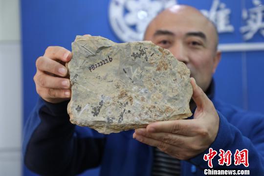 图为“南京花”标本化石。　南古所 供图 摄