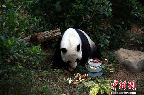 大熊猫明浜专注吃“串串”。　朱柳融 摄