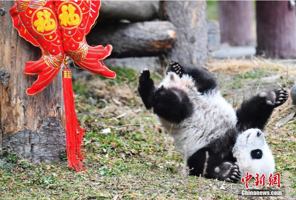 1月31日，11只2018年新生大熊猫宝宝在中国大熊猫保护研究中心卧龙神树坪基地集体亮相，在辞旧迎新之际，为全球人民送上最“软萌”的猪年祝福。它们在工作人员布置的充满新春喜庆氛围的环境里东看看，西闻闻，憨态十足，萌翻全场。图为大熊猫宝宝跌落平台萌翻众人。安源 摄