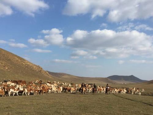 这是玛拉沁艾力养牛专业合作社的养殖基地。
