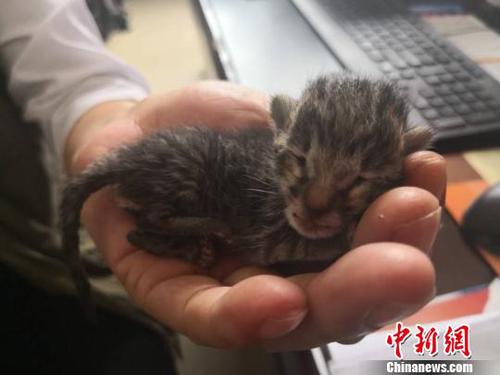 工人挖掘机下救下豹猫幼崽民警用婴幼儿奶粉喂养