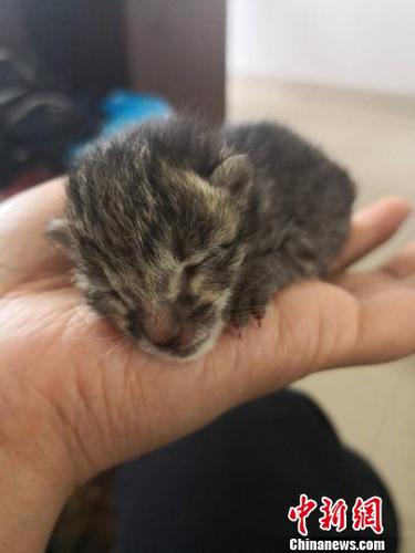 图为获救的豹猫宝宝。　金平县自然资源公安局供图 摄