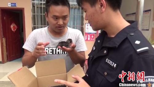 图为工地工人将豹猫宝宝交给民警。　金平县自然资源公安局供图 摄
