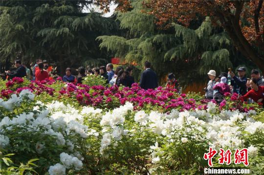 进入四月，洛阳市各大公园的牡丹已经开放，吸引众多赏花游客。　韩章云 摄