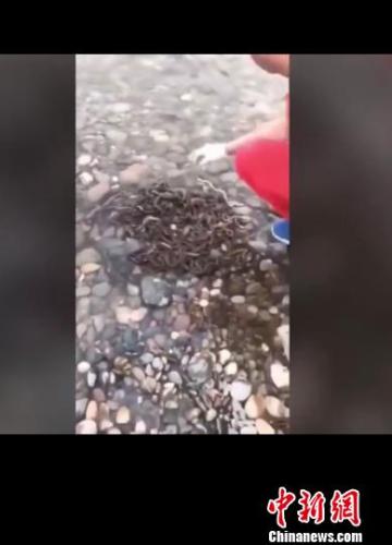 图为男子在澜沧江放生蛇类。西双版纳州自然资源公安局提供