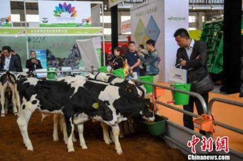 资料图：2017年中国国际乳业合作大会暨第十五届中国国际奶业展览会现场新增设的牲畜展示区。　王舒 摄