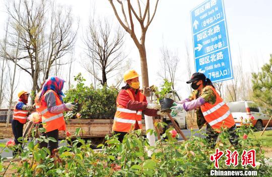 北京世园会将于4月底在延庆揭幕。图为由延庆园艺产业园供应的月季花苗被栽植到园区南路绿化带两侧。延庆区供图