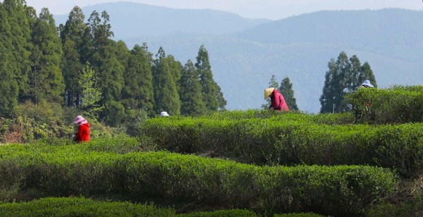 国号福鼎白茶产于海拔800米、无污染的森林之中。