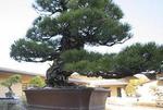 世界园林巡礼——日本大宫盆栽美术馆